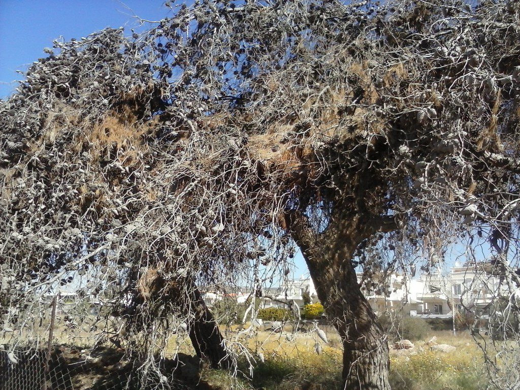 dendr