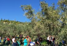 Ξεκινά η συγκομιδή ελιών στη Γλυφάδα