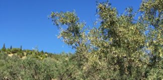 Ξεκινά η συγκομιδή ελιών στη Γλυφάδα