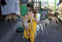 Πρόγραμμα προστασίας για τα αδέσποτα ζώα από τον Δήμο Σαρωνικού