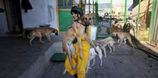 Πρόγραμμα προστασίας για τα αδέσποτα ζώα από τον Δήμο Σαρωνικού