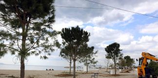 Δενδροφύτευση σε όλη τη Γλυφάδα