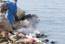 Με εντατικούς ρυθμούς προχωράει η απορρύπανση και ο καθαρισμός των ακτών του Αλίμου.