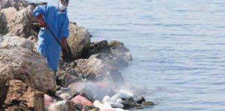 Με εντατικούς ρυθμούς προχωράει η απορρύπανση και ο καθαρισμός των ακτών του Αλίμου.