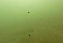 Video σοκ από την παραλία της Γλυφάδας. Σωματίδια μαζούτ κατακλύζουν τον βυθό της 1ης μαρίνας
