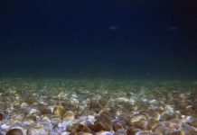 Βότσαλο στο βλεφάρισμα του σκοτεινού βυθού