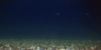 Βότσαλο στο βλεφάρισμα του σκοτεινού βυθού