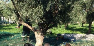Συγκομιδή ελιών στη Γλυφάδα