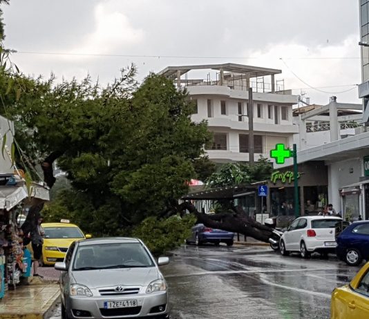 Πτώση αιωνόβιου δέντρου στη Βούλα