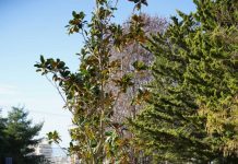 Πνεύμονας πρασίνου η Γλυφάδα. Εκατοντάδες νέα δένδρα και προσεγμένες δενδροφυτεύσεις, (φωτό)