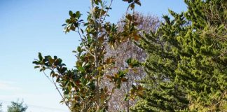 Πνεύμονας πρασίνου η Γλυφάδα. Εκατοντάδες νέα δένδρα και προσεγμένες δενδροφυτεύσεις, (φωτό)