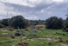 Αναδάσωση σε Βάρη Βούλα Βουλιαγμένη