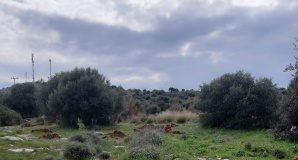 Αναδάσωση σε Βάρη Βούλα Βουλιαγμένη