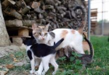 Στειρώσεις θηλυκών αδέσποτων γατών από το Δήμο Βάρης Βούλας Βουλιαγμένης