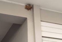 Οι χελιδονοφωλιές του Αλίμου