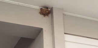 Οι χελιδονοφωλιές του Αλίμου