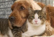 Νομοσχέδιο για τα ζώα συντροφιάς. Τι προβλέπει. Στειρώσεις ή αποστολή DNA. Κεντρικός ρόλος στους Δήμους.