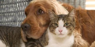 Νομοσχέδιο για τα ζώα συντροφιάς. Τι προβλέπει. Στειρώσεις ή αποστολή DNA. Κεντρικός ρόλος στους Δήμους.