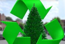 Ανακύκλωση φυσικών χριστουγεννιάτικων δένδρων στον Άλιμο