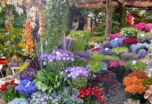 Χρώματα και αρώματα με φόντο θάλασσα – Γιορτή των λουλουδιών στη Βάρκιζα Χρώματα και αρώματα με φόντο θάλασσα – Γιορτή των λουλουδιών στη Βάρκιζα