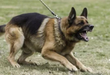 Βουλιαγμένη: Σκύλος που ανήκει στην οικογένεια γνωστού τενίστα επιτέθηκε και δάγκωσε 13χρονο Βουλιαγμένη: Σκύλος που ανήκει στην οικογένεια γνωστού τενίστα επιτέθηκε και δάγκωσε 13χρονο