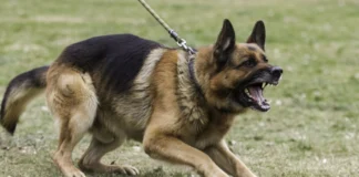 Βουλιαγμένη: Σκύλος που ανήκει στην οικογένεια γνωστού τενίστα επιτέθηκε και δάγκωσε 13χρονο Βουλιαγμένη: Σκύλος που ανήκει στην οικογένεια γνωστού τενίστα επιτέθηκε και δάγκωσε 13χρονο