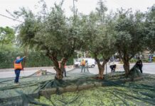 Λιομάζωμα 2023: Δωρεάν λάδι για 10η χρονιά από τον Δήμο Γλυφάδας στους οικονομικά αδύναμους κατοίκους της πόλης