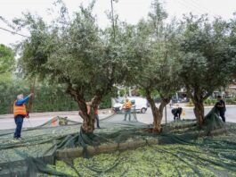 Λιομάζωμα 2023: Δωρεάν λάδι για 10η χρονιά από τον Δήμο Γλυφάδας στους οικονομικά αδύναμους κατοίκους της πόλης