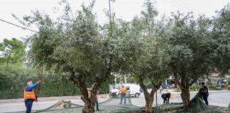 Λιομάζωμα 2023: Δωρεάν λάδι για 10η χρονιά από τον Δήμο Γλυφάδας στους οικονομικά αδύναμους κατοίκους της πόλης